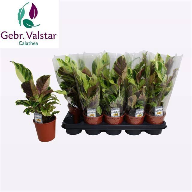 Calathea Fusion Yellow 12Ø 40cm