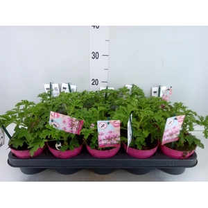 Pelargonium graveolens
