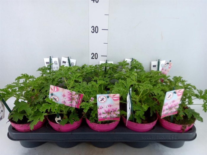 <h4>Pelargonium graveolens</h4>