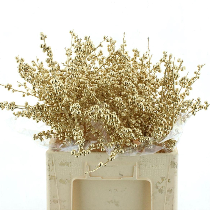 <h4>Ilex Klb Antique Goud</h4>