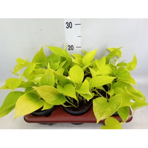 Epipremnum pinn. 'Golden Pothos'