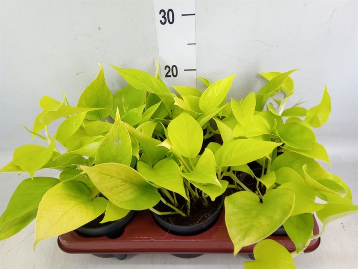 <h4>Epipremnum pinn. 'Golden Pothos'</h4>