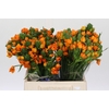 Ornithogalum Dubium Sunshine