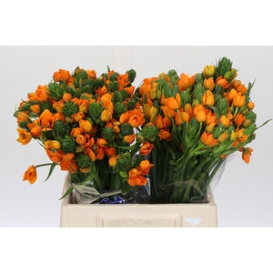 Ornithogalum Dubium Sunshine