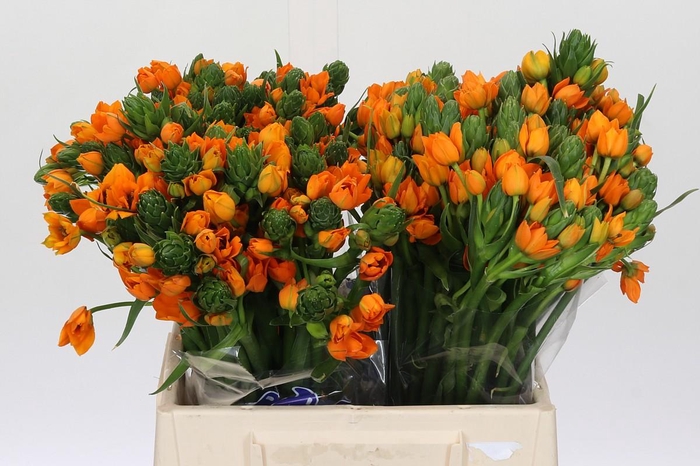 <h4>Ornithogalum Dubium Sunshine</h4>