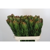 Leucadendron Goldstrike