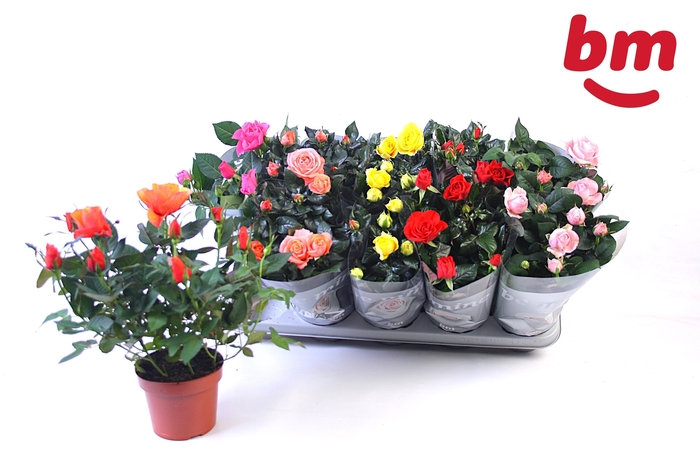 <h4>RO B MONDE GEM</h4>