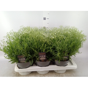 Gypsophila panic. 'Summer Sparkles'