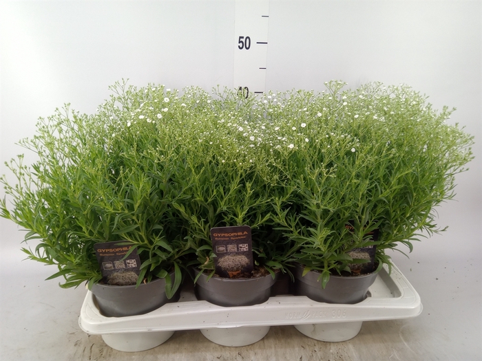 <h4>Gypsophila panic. 'Summer Sparkles'</h4>