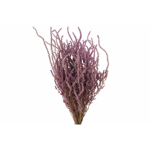 Dried Limonium Suworowii Naturel Per Bos