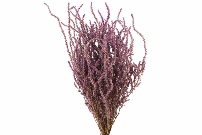 <h4>Dried Limonium Suworowii Naturel Per Bos</h4>