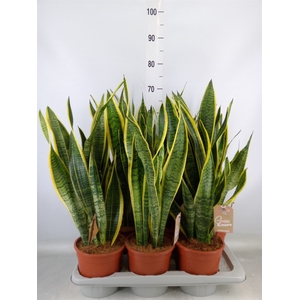 Sansevieria trifa. 'Laurentii'