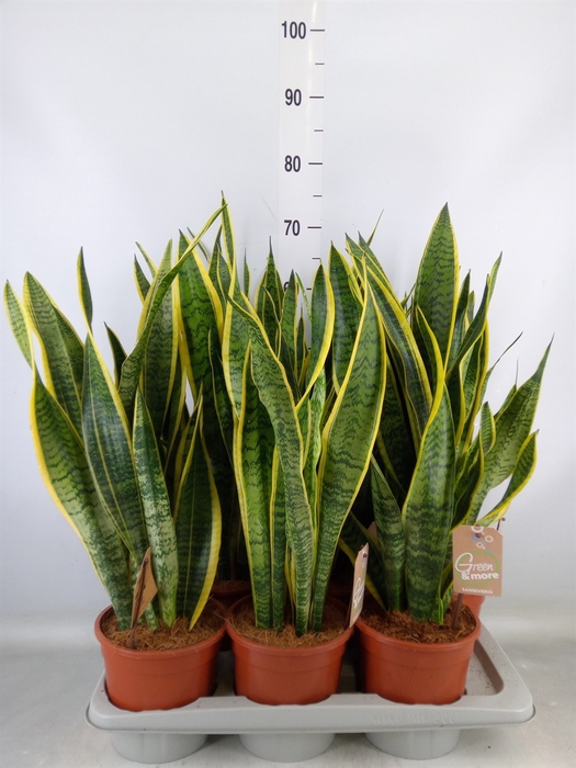 <h4>Sansevieria trifa. 'Laurentii'</h4>