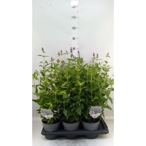 Agastache  'Blue Fortune'