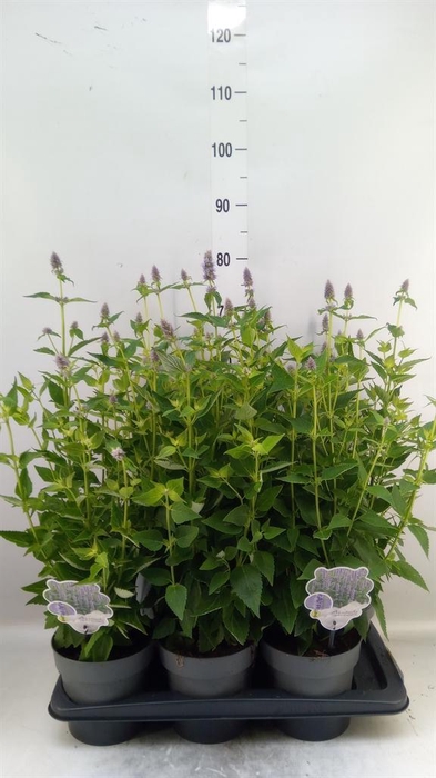 <h4>Agastache 'Blue Fortune'</h4>