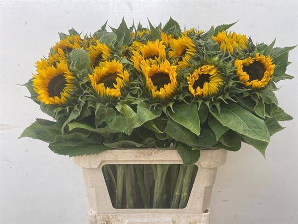 <h4>HELIAN AN SUNRICH OR</h4>