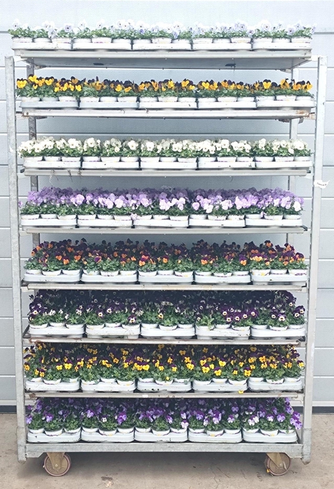 <h4>VIO CO MIXK</h4>