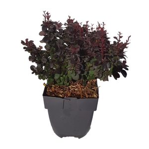 Berberis