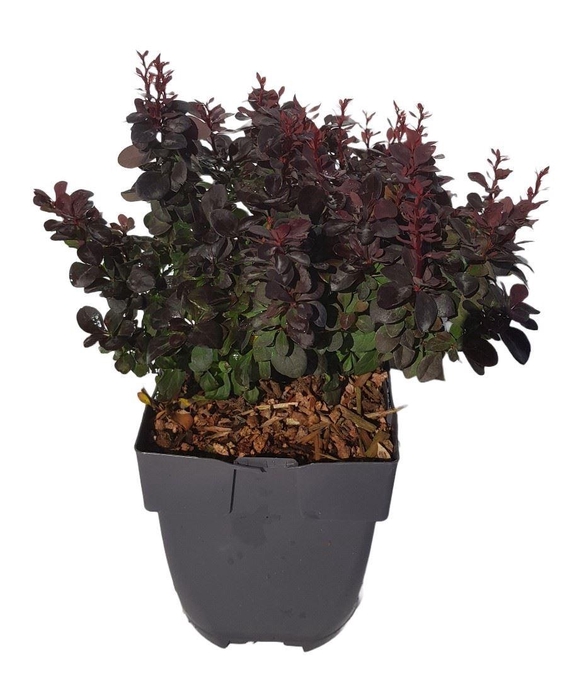 <h4>Berberis</h4>
