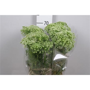 Ammi Visnaga