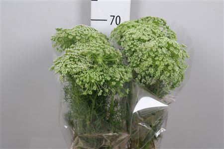 <h4>Ammi Visnaga</h4>