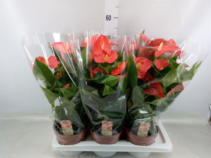 <h4>Anthurium andr. 'Sierra Orange'</h4>