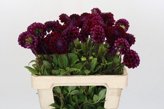 <h4>Dahlia Ivannetti</h4>