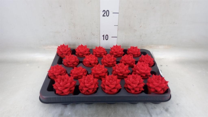 <h4>Echeveria purpusorum</h4>