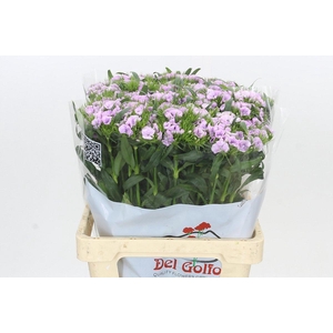 Dianthus Br Aldo Guicine