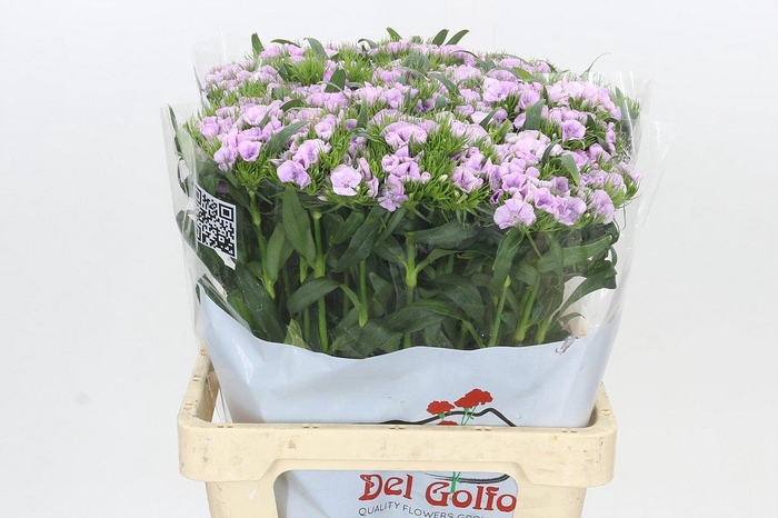 <h4>DIANTHUS BR ALDO GUICINE</h4>