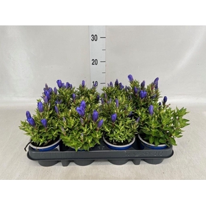 Gentiana scabra 'Bella Blue'