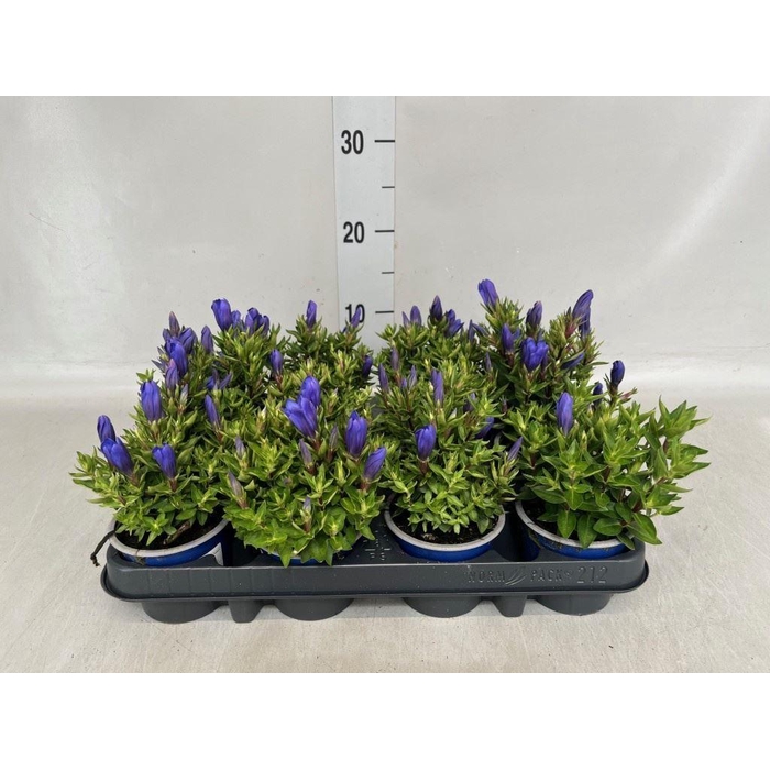 <h4>Gentiana scabra 'Bella Blue'</h4>