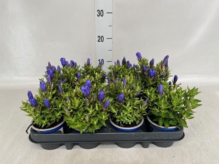 Gentiana scabra 'Bella Blue'