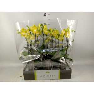 Phalaenopsis multi. 'Ant Arezzo'