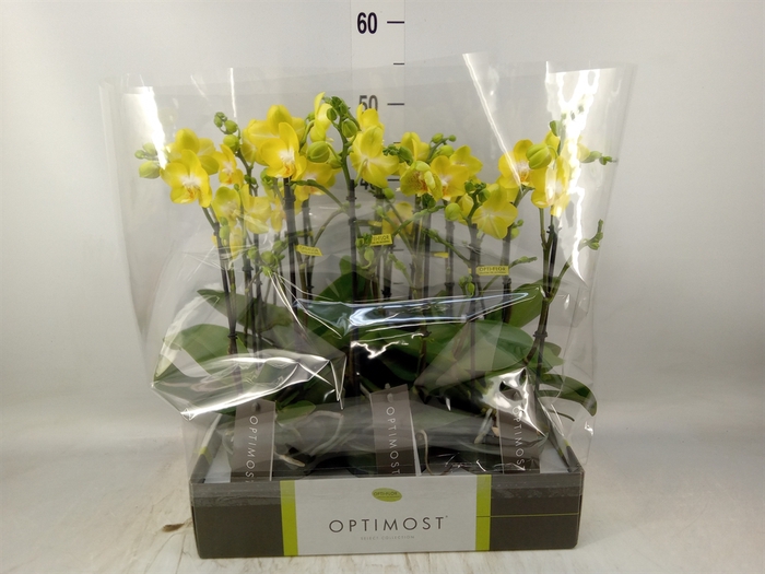 <h4>Phalaenopsis multi. 'Ant Arezzo'</h4>
