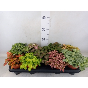 Fittonia   ...mix