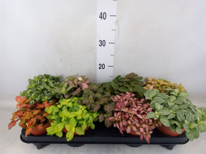 <h4>Fittonia   ...mix</h4>