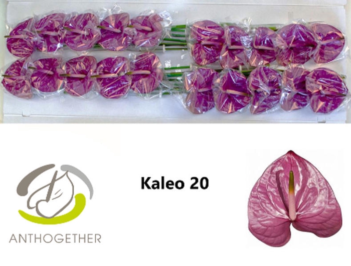 <h4>Anth A Kaleo 9 cm X20 Wijnen</h4>