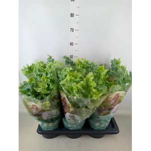 Phlebodium aureum 'Davana'