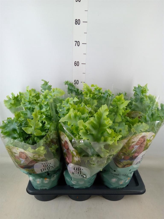 <h4>Phlebodium aureum 'Davana'</h4>