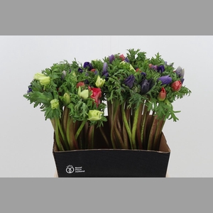 Anemone Gemengd