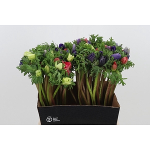 Anemone Gemengd