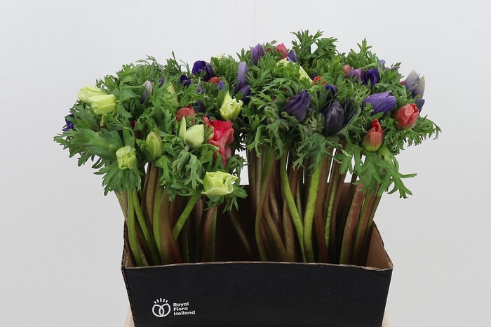 <h4>Anemone Gemengd</h4>