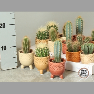CACTUS OV