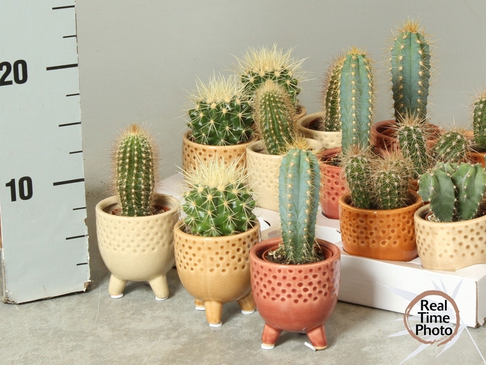 <h4>CACTUS OV</h4>