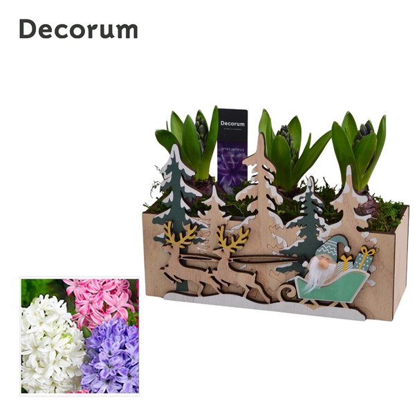 <h4>Arrangementen Hyacinthus 6%</h4>