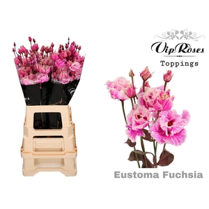 Eus G Alissa Paint Fuchsia