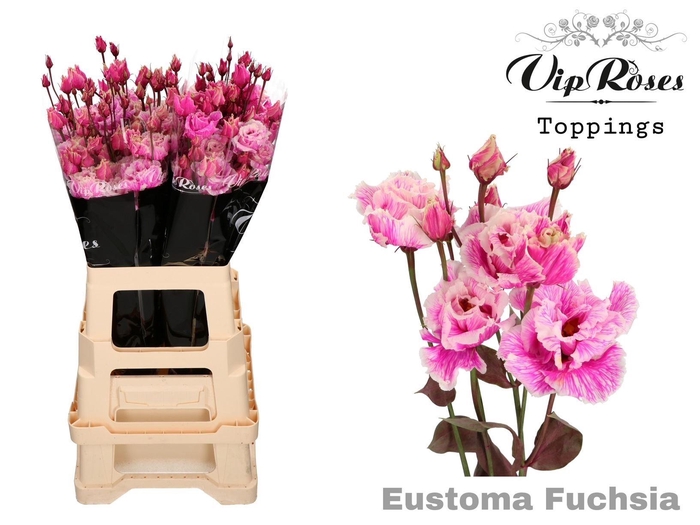<h4>Eus G Alissa Paint Fuchsia</h4>