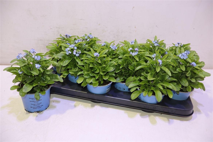 <h4>Myos Sy Mon Amie</h4>