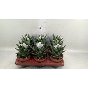 Aloe aristata 'Tiki Tahi'